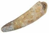 Fossil Spinosaurus Tooth - Feeding Worn Tooth #368030-1